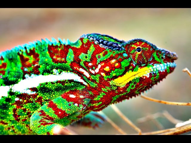 Can Lizards Change Color? The Science Behind It