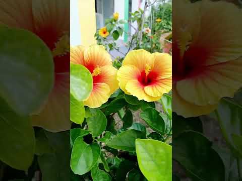 এই ভিডিও টা আপনার জীবন পরিবর্তন করে দিতে পারে | ইসলামী ভিডিও | Khan Uzzal Vlog |