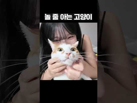 방송 좀 할 줄 아는 고양이...