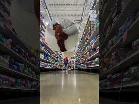 The most adorable moment of learning recalls#puppy #cuteanimal #cute #cutepet #puppylove