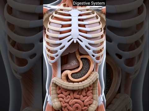 Digestive System Animation | Human Anatomy & Biology Education