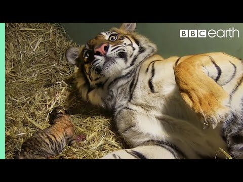 Birth of Twin Tiger Cubs | Tigers About The House | BBC - UCwmZiChSryoWQCZMIQezgTg