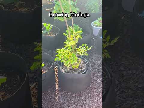 Growing Moringa #moringa