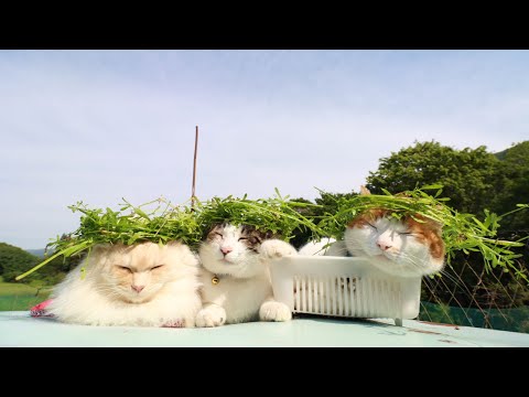 猫の動画サムネイル - ヤエムグラ冠　のせ猫　 250709