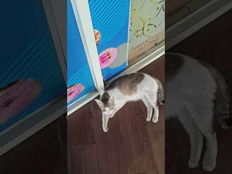 Kucing stasiun #cats #viral #viralvideos #kawaii #cute #kuliner #foryou #shortvideo #fypシ #jakarta