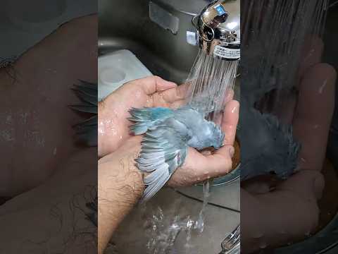 水浴びをする世界最小インコ#shorts