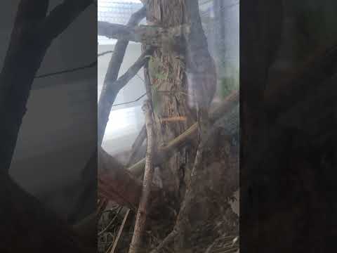 MANTIS #mantis #insects #love:#shorts