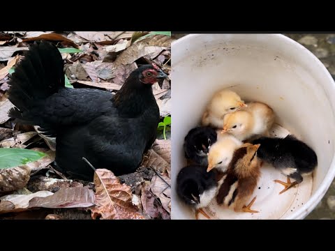 Increíble - no van a creer lo difícil que fue encontrar esta gallina sacada 
