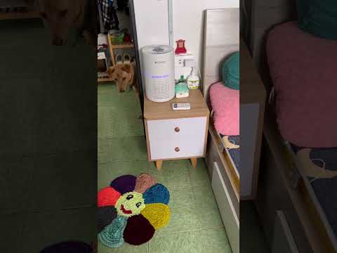 Một chú cún thích em bé lắm nha 🥰🥰 #pets