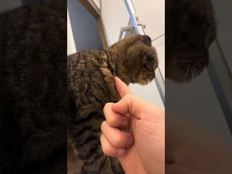秘孔を突かれるなつめくん #スコティッシュフォールド折れ耳 #折れ耳 #猫 #ペット #猫のいる暮らし #猫好きさんと繋がりたい #猫のいる生活 #cats #猫のいる暮らし #可愛い #北斗の拳