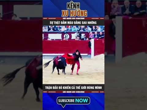 SỰ THẬT ĐẪM MÁU ĐẰNG SAU NHỮNG TRẬN ĐẤU BÒ KHIẾN CẢ THẾ GIỚI RÙNG MÌNH