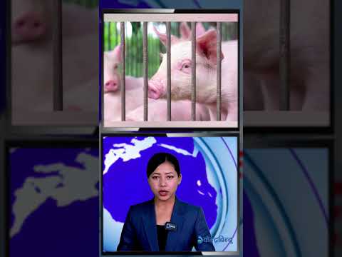 उपत्यकामा १० हजारमा स्वाइन फिभर पुष्टि; संक्रमण फैलिन नदिन ओसारपसारमा प्रतिबन्ध