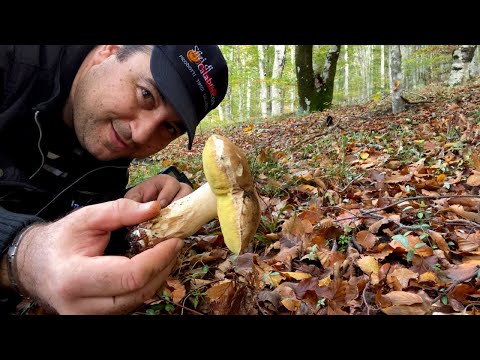 Esplorando i Funghi Porcini in calabria : Consigli Dal Bosco alla Tavola