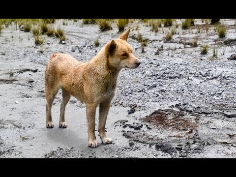 The world's rarest and most ancient dog has just been rediscovered in the wild - UCcyq283he07B7_KUX07mmtA