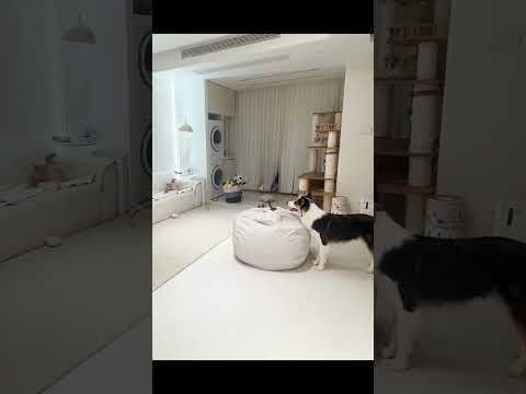 【#乔巴日记】大家帮我看看这狗子和猫还能要吗