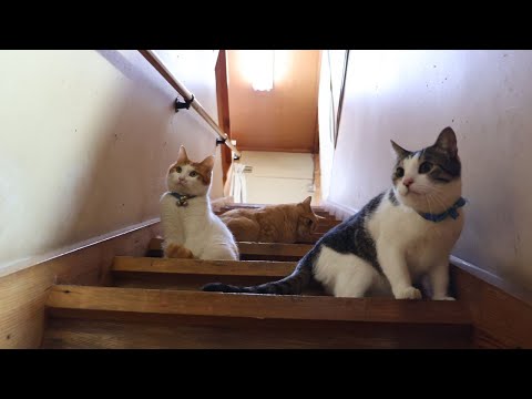 猫の動画サムネイル - おもちゃで遊ぶ猫たち　250729