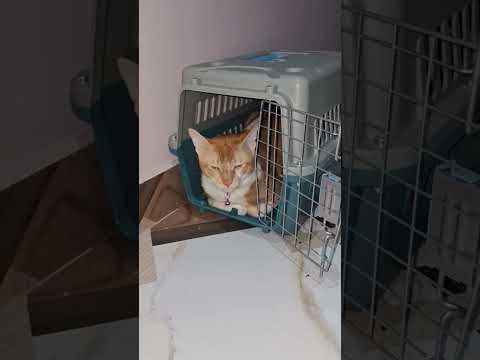 बाघ का करेजा#लाइफ #स्टाइल #cat #love #भोजपुरीसांग #cute #funny #cuteanimal 💞💞🤗🥰