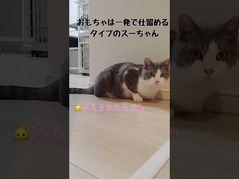一発で仕留めるタイプの猫…【愛猫スーちゃん】#cat #猫 #保護猫 #shorts
