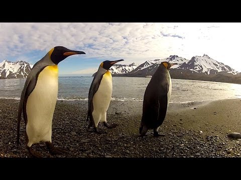 GoPro: Penguin Dance-Off - UCqhnX4jA0A5paNd1v-zEysw