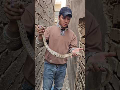 من اخطر الأفاعي سمية#عليكة_الذيب