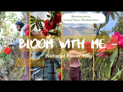 🌸 Bloom With Me 🌺 Rhododendron Vlog | First Time Experience |Samikshya Kandel|Jumla | MBBS student |