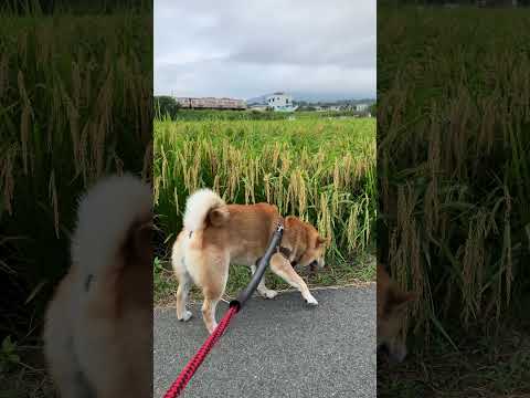 稲穂、列車、クン活。