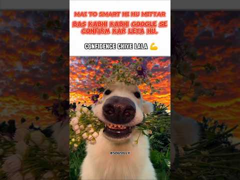 #funny #animals #meme #memes #shorts #trending #sehar