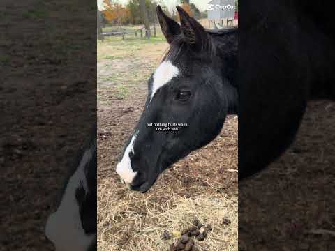 #horse #equestrianjourney #horseenthusiast #stopanimalabuse #equestrian #horsefan #horsegirl #farm