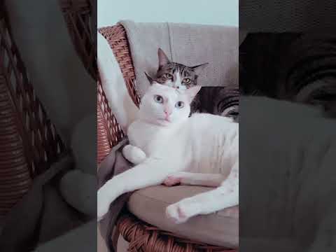 AS FOFURAS DA MAMÃE