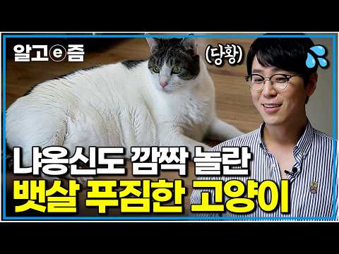 예민한 성격에 결국 솔루션 중 철수한 나응식 <strong>수의사</strong>｜고양이를 부탁해｜알고e즘