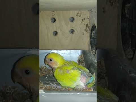 Love bird baby 🥰🥰🥰