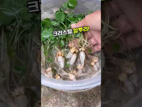 붉은꽃 괭이밥 #괭이밥 #괭이밥꽃 #분홍꽃 #하트잎 #알뿌리 #야생식물 #야생초 #들풀 #식물상식 #타박상 #전통약초 #정원식물 #신기한식물