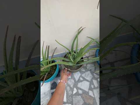 Aloe Vera from Leaf grow or not🪴❎👍 #shorts #ytshorts #short #gardening