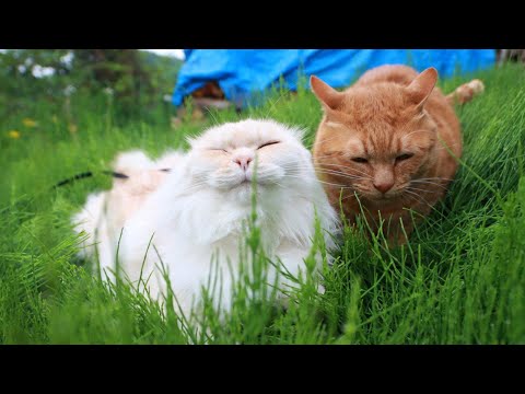 猫の動画サムネイル - スギナを食べる猫　250716