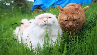 動画サムネイル
