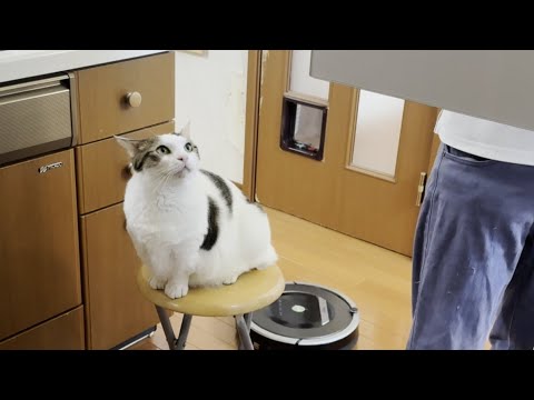 忙しい毎日に癒しを届ける猫の豆大福の表情 サムネイル