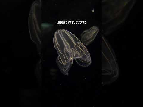 猫の動画サムネイル - 【カブトクラゲ】七色に光る海の宝石【サンシャイン水族館】#shorts #水族館 #真夜中のいきもの展