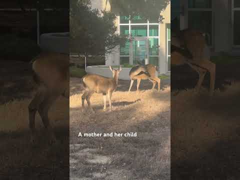Unexpected Guests at the Clinic #UnexpectedGuests #AnimalVibes #WildDeer #UrbanWildlife #Deer