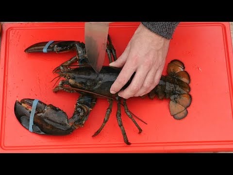 GRAPHIC - Live lobster  - 2 Grilled Lobster Recipes - UC_kARM8MBLDBxZQuZeYYQdQ