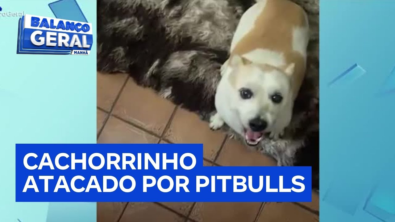 Cachorrinho morre após ser atacado por dois pitbulls tutores buscam justiça