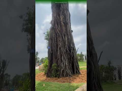 Bình yên không phải tìm thấy – mà là tạo ra. #ngocvenland #ecoretreat #ecoretreatlongan #longan