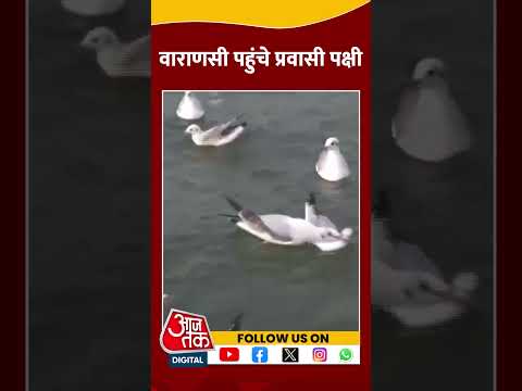 Uttar Pradesh: Varanasi पहुंचे प्रवासी पक्षी | #shorts #shortsvideo #aajtakdigital