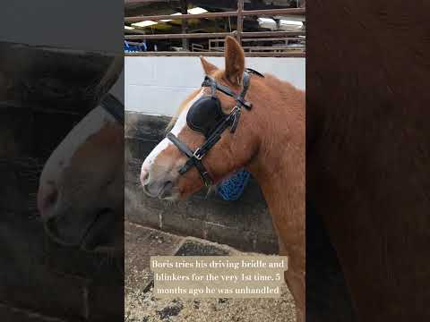 5 months tame trying his 1st driving bridle #horse #welshpony #welshy #pony #borispony #equestrian