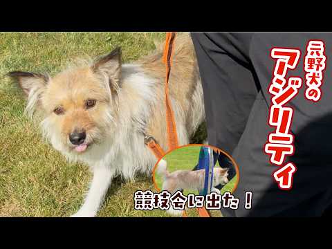 アジリティの大会で好成績を収めた！
