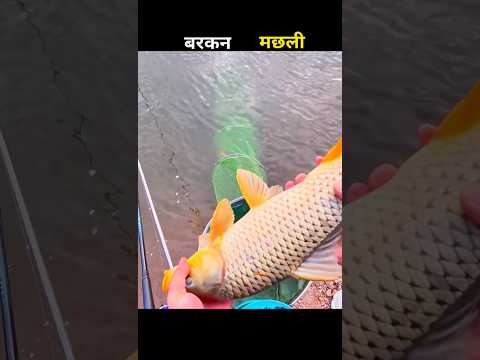 बरकन मछली 😱 #aivideo #fishing #fascinatinginformation #amazingfacts #fishinglife #youtubeshorts