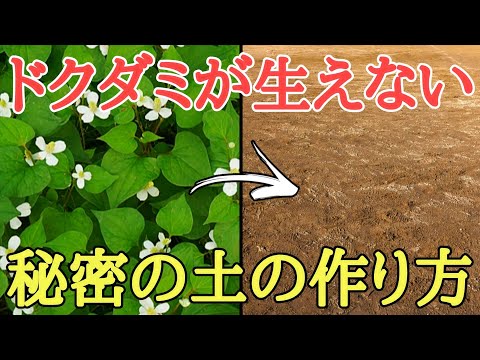 雑草対策｜ドクダミ駆除｜ドクダミが生えなくなる土の作り方