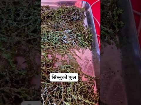 सिस्नु खाएर निरोगी बनौं 🙏 #healthtips #viralvideo #health #hospital #homeremedies #ghareluupchar