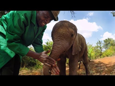 GoPro: Orphan Elephants From Kenya - UCqhnX4jA0A5paNd1v-zEysw