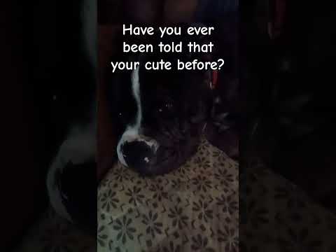Have you ever been told that your cute before?||#cute#cutedog
