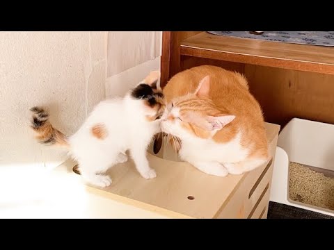 子猫がいくら騒いでも優しい先住猫